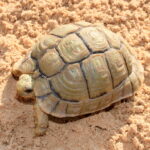 Testudo kleinmanni