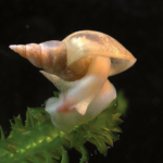 The-great-pond-snail-Lymnaea-stagnalis-All-the-snails-used-were-originally-the-gift