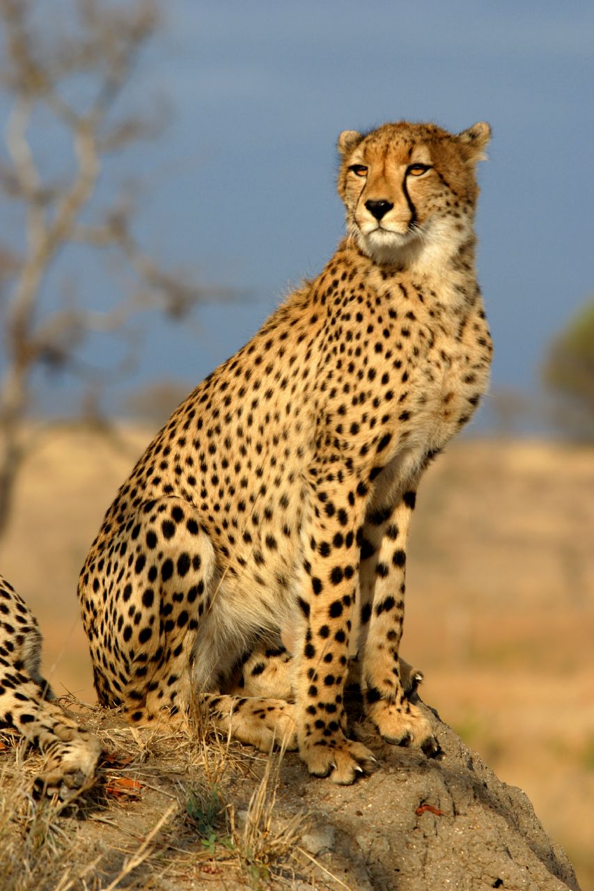Gepard východoafrický