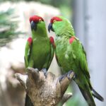 Thick-billed_parrots_in_a_U.S._zoo