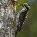 Three-toed_Woodpecker_-_Finlandia_0005_(3)