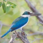Todiramphus_chloris_2_-_Laem_Phak_Bia