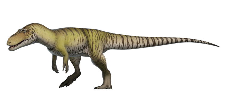 Torvosaurus_tanneri_Reconstruction