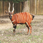 Tragelaphus_eurycerus_Dvur_zoo_1
