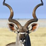 Tragelaphus_strepsiceros_♂_(head)
