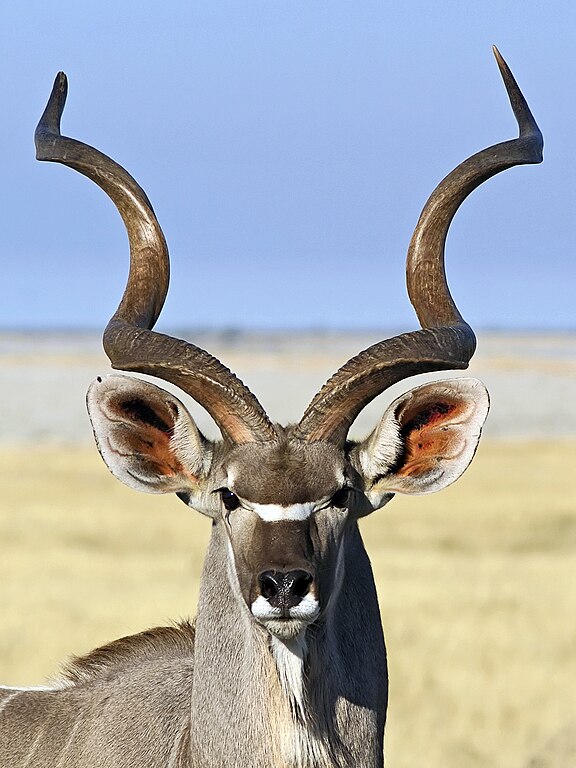 Kudu velký