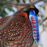 Tragopan_satyra,_ZOO_Praha_197