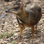 Tragulus_javanicus_jerusalem_zoo