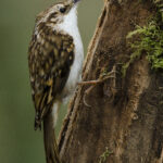 Tree_Creeper_(Certhia_familiaris)_-_geograph.org.uk_-_5269508