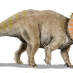 Triceratops Triceratops_BW