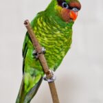 Unknown Tropical Bird