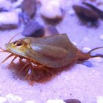 Triops-cancriformis-Spain