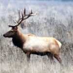 Tule_Elk_-_Merced_National_Wildlife_Refuge_Bill_Leikam_12-03-2010