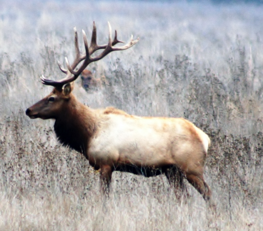 Wapiti kalifornský