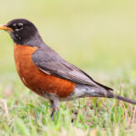 Turdus-migratorius-002