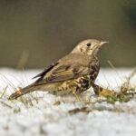 Turdus_viscivorus02