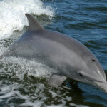 Tursiops_truncatus_01-cropped