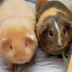 Two_Adult_Guinea_Pigs_(cropped)