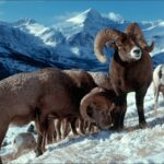 USGS_ovis_canadensis_GNP_bighorn_rams_0