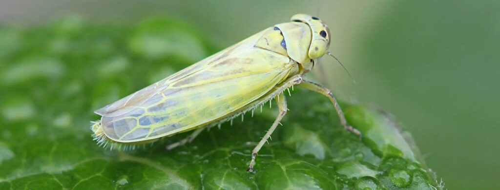 Dalbulus maidis