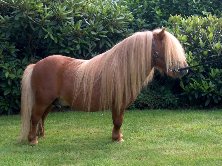 Shetlandský pony Urbanherovantbarreeltje