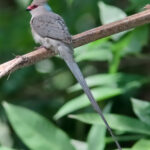 Urocolius_macrourus-20090110B