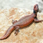 Uromastyx-acanthinurus.jpg