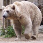 Ursus_arctos_syriacus