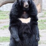 Ursus_thibetanus_3_(Wroclaw_zoo)