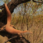 Varanus-acanthurus_Indee-Stn-WA_R.J.Ellis_IMG_7336-1030×687