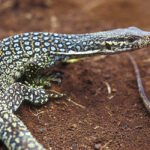 Varanus-auffenbergi-HIEN
