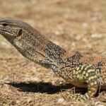 Varanus-gouldii_Faure-Is-WA_R.J.Ellis_IMG_6268-1030×687