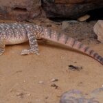 Varanus_griseus