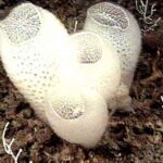 Venus_Flower_Basket