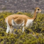 Vicuna.jpg