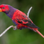 Violet_Necked_Lory