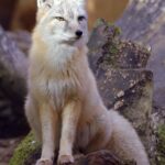 Vulpes_corsac