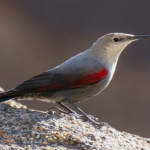 Wallcreeper_(Tichodroma_muraria)_(27812396379).jpg_-_cropped