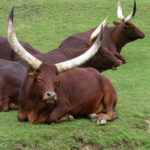 Watusi_Thoiry_1982