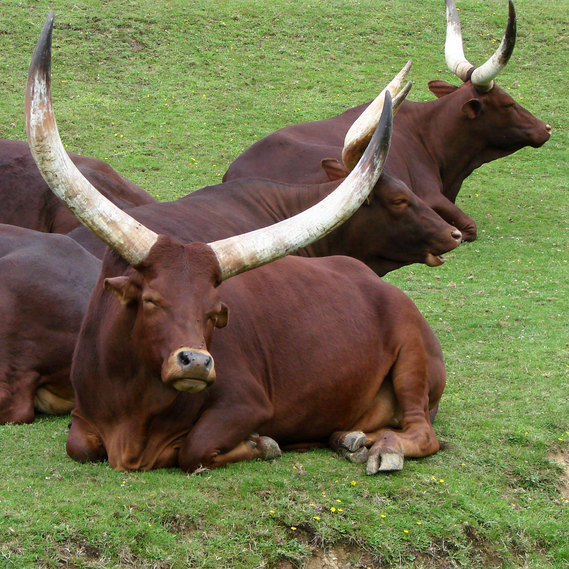 Watusi