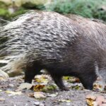 Weissschwanzstachelschwein_Hystrix_indica_Tierpark_Hellabrunn-12_(cropped)