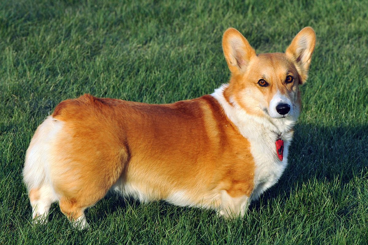 Welsh corgi pembroke