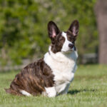 Adult welsh corgi cardigan posing