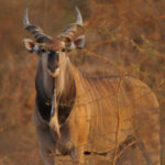 Western_Derby_Eland_(Taurotragus_derbianus_derbianus)_3