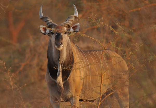 Antilopa derbyho