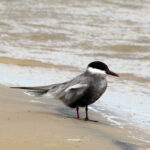 Whiskered_tern_(Chlidonias_hybrida_delalandii)