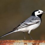 White-Wagtail