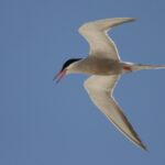 White-cheeked_Tern
