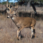 White-tailed_deer
