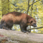 Wolverine_01